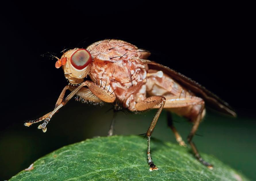 AI System YORU Enables Real-Time Control of Fruit Fly Courtship Behavior
