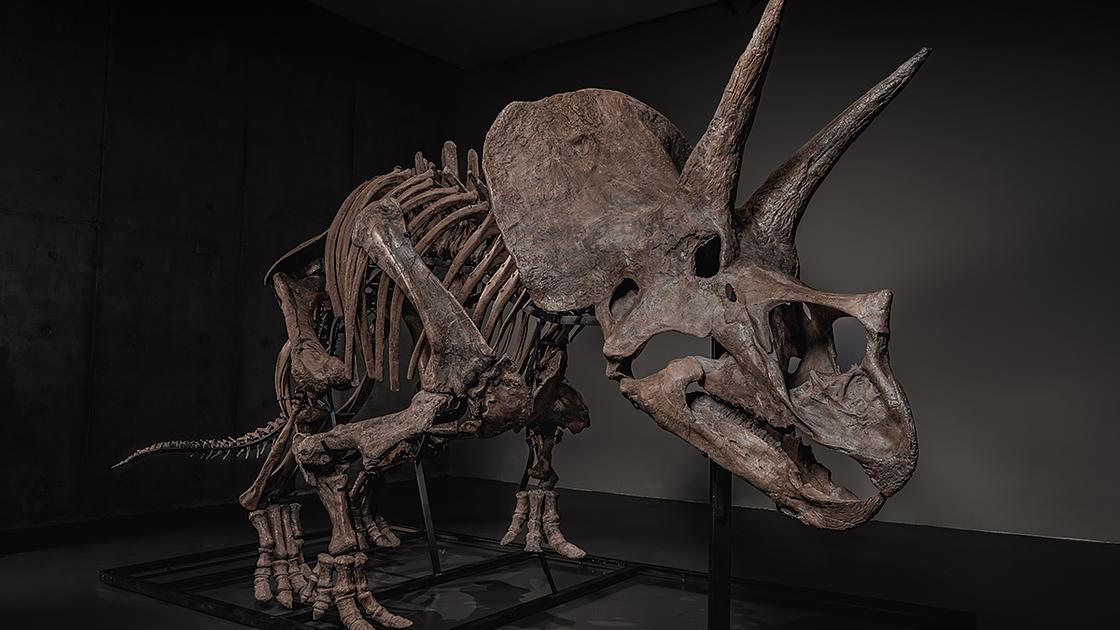Historic Triceratops Skeleton 'Trey' to Be Auctioned After 30 Years on Display