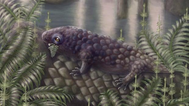 Fossil Discovery Reveals Early Plant-Eating Land Vertebrate
