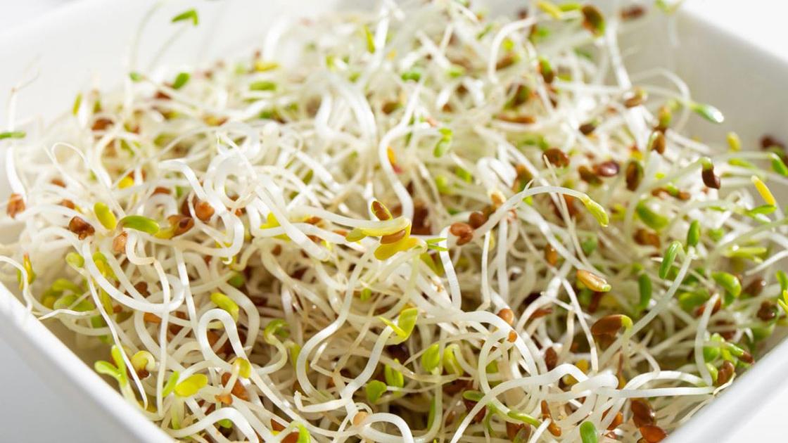 CDC Confirms Alfalfa Sprout Outbreak Sickening 55 Across 15 States