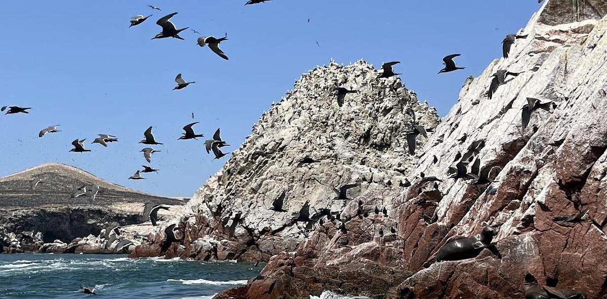 Seabird Guano Fueled the Rise of Peru's Chincha Kingdom