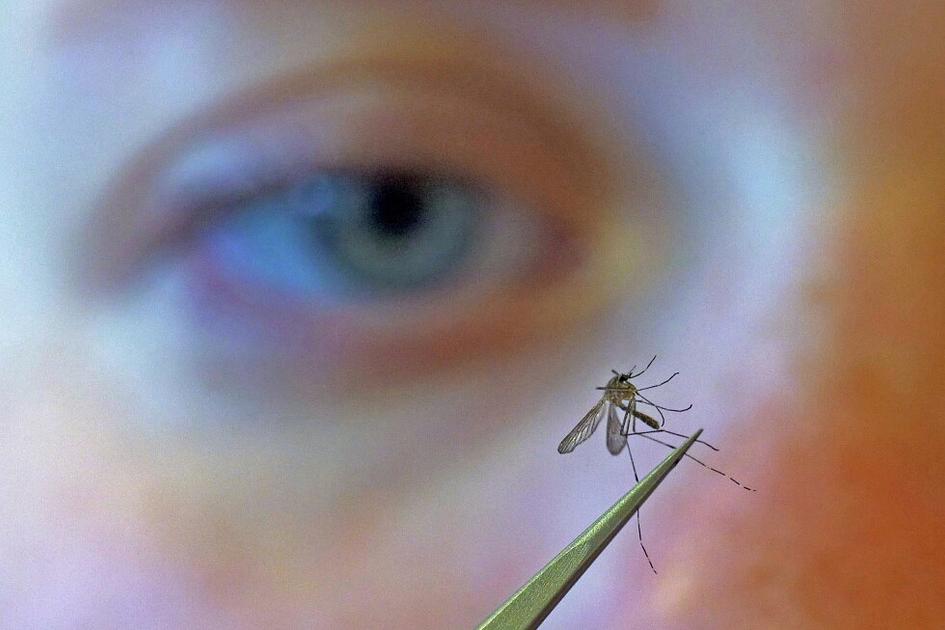 CDC reports early West Nile surge, advises mosquito control