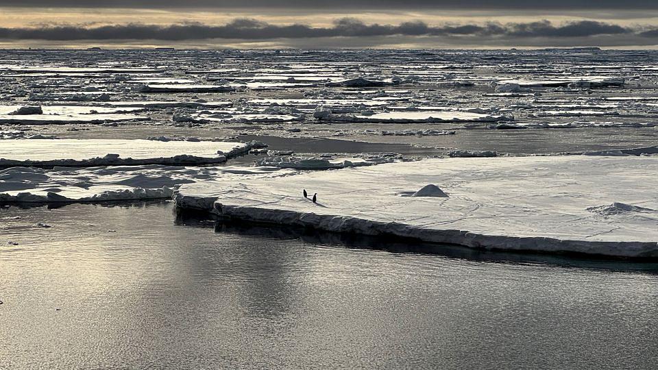 Scientists Link Antarctic Sea Ice Decline to Winds and Warming