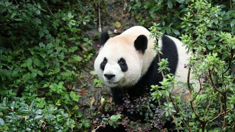 Two Giant Pandas Arrive at Zoo Atlanta After Quarantine