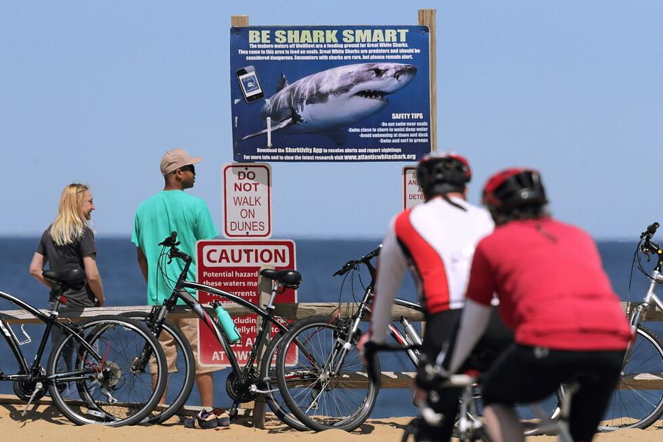 Trump signs 'Lulu's Law' creating shark-attack alert system