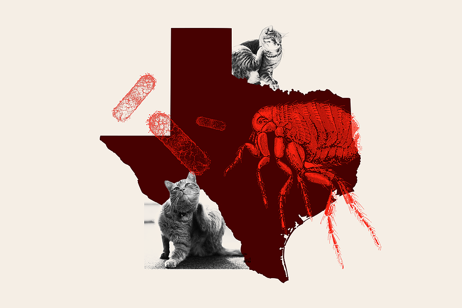 Texas A&M Study Finds Cat Fleas Carry Murine Typhus Bacteria
