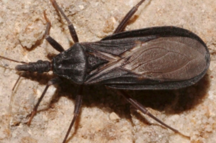 San Diego County Reports First Locally Transmitted Chagas Case